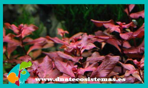 ludwiagia-palustris-red-plantas-de-agua-dulce