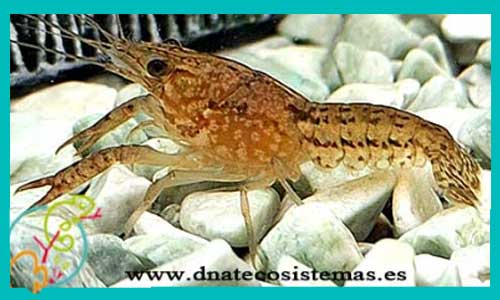 oferta-venta-langosta-azul-cherax-2-2.5cm-sel-quadricarinatus-venta-de-cangrejos-online-venta-de-peces-online-tienda-de-animales-madrid