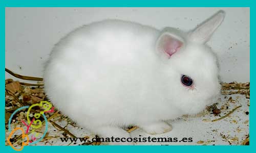 oferta-conejo-supertoy-blanco-con-pedigri-chip-tienda-conejo-online-accesorios-juguetes-comida-golosinas-conejos