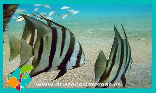 chaetodipterus-faber-tienda-de-peces-online-peces-por-internet-mundo-marino-todo-marino