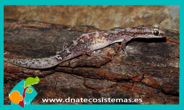 gecko-espagueti-malgache-matoatoa-brevipes-tienda-de-peces-online-peces-reptiles-anfibios-saurios-por-internet
