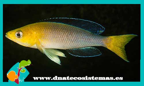 cyprichromis-leptosoma-jumbo-mpimbwe-yellowhead-cyathopharynx-furcifer-ciclido-pluma-featherfin-cichlid-dnatecosistemas-tienda-de-ciclidos-de-malawi-peces-online-tienda-de-animales-tienda-de-acuarios