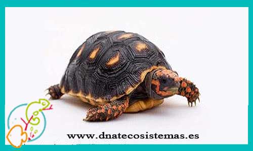 oferta-venta-tortuga-geochelone-carbonaria-20cm-h-sel-chelonoidis-carbonaria-tienda-tortuga-patas-cabezas-rojas-online-venta-tortugas-calidad-baratas-por-internet-tienda-dnatecosistemas-reptiles-rebajas-bonitos-online