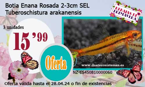 Botia Enana Rosada 2-3cm SEL.