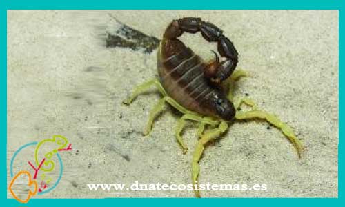 oferta-venta-escorpion-parabuthus-schlechteri-4-5mudas-tienda-invertebrados-online-venta-escorpiones-por-internet-tienda-mascotas-aracnidos-rebajas-con-envio