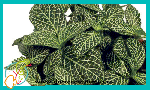 oferta-21-06-19-fittonia-verde-plantas-para-paludarios