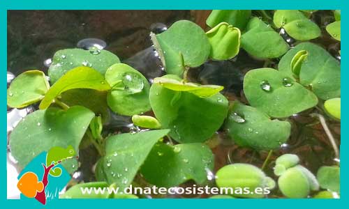 phyllantus-fluitans-porcion-plantas-para-acuarios-de-agua-dulce