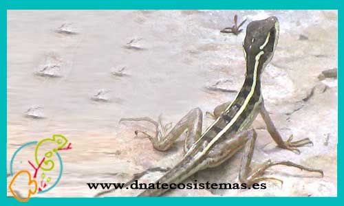 venta-de-reptiles-basiliscus-vittatus-basilisco-cafe-doble-cresta-venta-de-reptiles-anfibios-online-venta-de-camaleones-online-tienda-online-de-reptiles-
