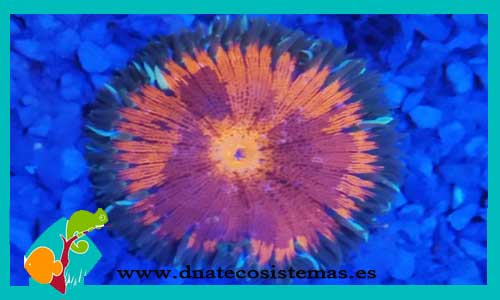 epicystis-crucifer-bicolor-anemonas-tienda-de-peces-online