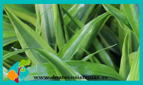 dracena-variegatus-sp-plantas-para-acuarios-de-agua-dulce