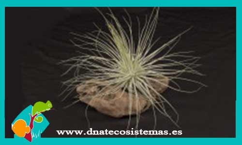 tillandsia-magnusiana-diametro-15cm-altura-10m-tienda-online-de-productos-para-terrarios