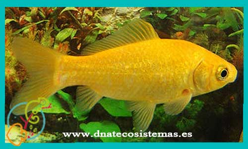 oferta-venta-cometa-amarillo-hq-13-15cm-sel-tienda-online-peces-venta-de-peces-compra-de-peces-online-peces-baratos