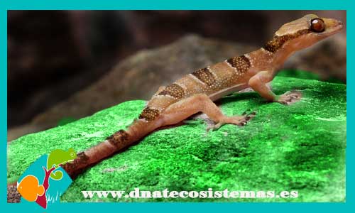 gecko-de-bandas-hemidactylus-fasciatus-reptiles-barato-oferta-dedos-de-hoja-asiatico-hemidactylus-frenatus-tienda-de-reptiles-online-venta-reptiles-online