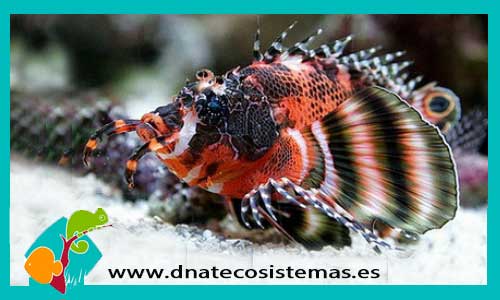 dendrochirus-biocellatus-tienda-de-peces-online-peces-por-internet-mundo-marino-todo-marino