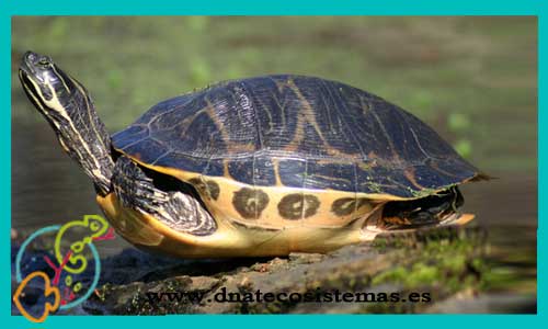 oferta-venta-tortuga-floridiana-adulta-pseudemys-floridana-tienda-tortuga-patas-cabezas-rojas-online-venta-tortugas-calidad-baratas-por-internet-tienda-dnatecosistemas-reptiles-rebajas-bonitos-online