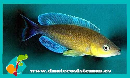 cyprichromis-leptosoma-jumbo-utinta-zambia-yellowhead-cyathopharynx-furcifer-ciclido-pluma-featherfin-cichlid-dnatecosistemas-tienda-de-ciclidos-de-malawi-peces-online-tienda-de-animales-tienda-de-acuarios