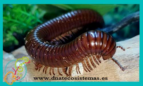 oferta-milpies-gigante-chocolate-g-ophistreptus-guineensis-rubropunctatus-dnatecosistemas-ventaonline-venta-de-invertebrados-internet-anfibios-baratos