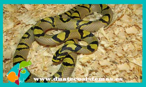culebra-ratonera-china-elaphe-mandarina-serpientes-baratas-online-calidad-reptiles-tienda-de-reptiles-online-dnatecosistemas