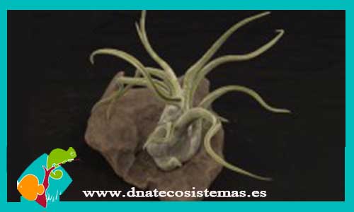 tillandsia-caput-medusae-diametro-10cm-altura-10cm-tienda-online-de-productos-para-terrarios
