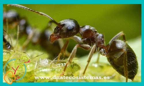 oferta-venta-hormigas-lasius-niger-reina+2obreras-tienda-invertebrados-baratos-online-venta-hormigas-economicas-por-internet-tienda-mascotas-rebajas-online