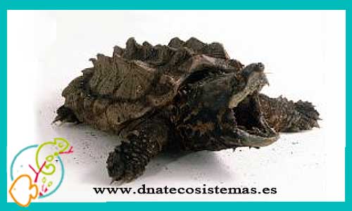 oferta-venta-tortuga-aligator-babi-ccee-macroclemys-temmickii-tienda-reptiles-baratos-online-venta-tortugas-economicas-por-internet-tienda-mascotas-rebajas-online
