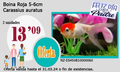 13-03-24-oferta-boina-roja-4-5cm-venta-de-peces-online-tienda-de-peces-online-venta-de-peces-barato