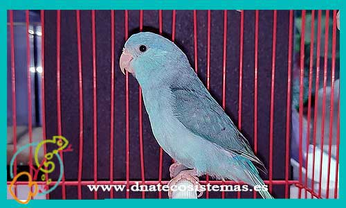 oferta-venta-forpus-azul-hembra-fourpus-coelestis-tienda-pajaros-baratos-online-venta-aves-por-internet-tienda-mascotas-aves-rebajas-con-envio