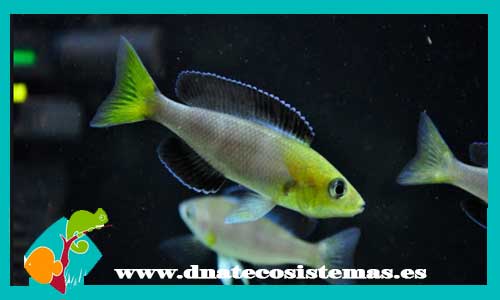 cyprichromis-leptosoma-jumbo-tricolor-zambia-yellowhead-cyathopharynx-furcifer-ciclido-pluma-featherfin-cichlid-dnatecosistemas-tienda-de-ciclidos-de-malawi-peces-online-tienda-de-animales-tienda-de-acuarios