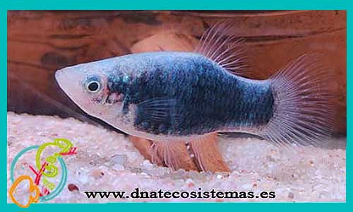 oferta-venta-platy-azul-tuxedo-2.5-3cm-ccee-xiphophorus-maculatus-helleri-tienda-peces-tropicales-baratos-online-venta-platys-economicos-por-internet-tienda-mascotas-peces-rebajas-con-envio