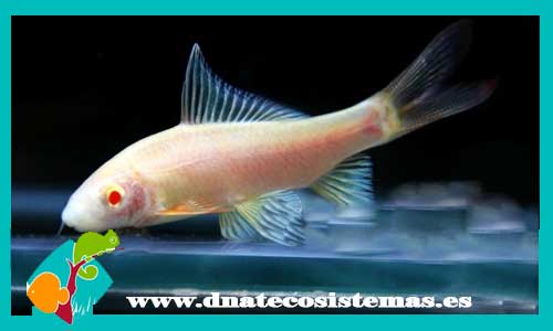 labeo-negro-5cm-albino-morulius-chrysophekadion-tienda-de-peces-online-peces-calidad-raros