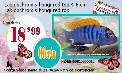Labidochromis hongi red top 4-6 cm.