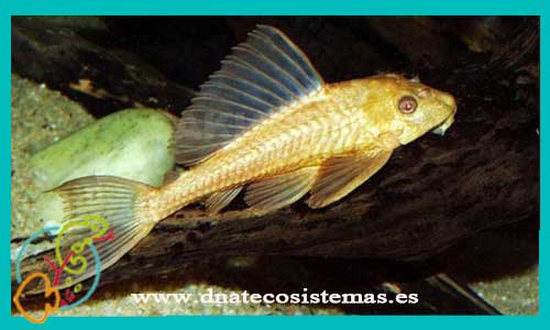 oferta-venta-plecostomus-hypostomus-gold-18-23cm-sel-tienda-de-hypancistrus-baratos-online-venta-de-ancistrus-economicos-por-internet-tienda-de-peces-tropicales-en-promocion-online