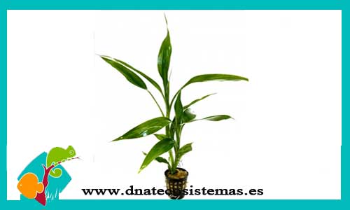 dracena-deremensis-sp-plantas-para-acuarios-de-agua-dulce
