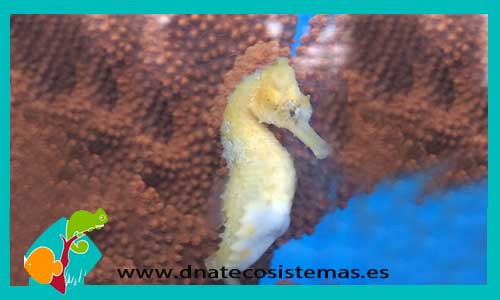 hypocampus-erectus-yellow-caballito-de-mar-kuda-gold-amarillocaballito-de-mar-gigante-hippocampus-reidi-tienda-de-peces-online-peces-por-internet-mundo-marino-todo-marino-acuario-arena-filtro-skimmer-termocalentador-comida-seca-alimento-congelado