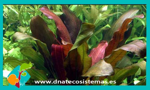 echinodorus-bathii-plantas-para-acuarios-de-agua-dulce