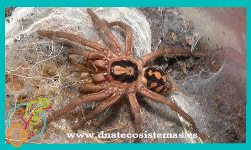 oferta-venta-tarantula-kolumbia-3cm-hembra-hapalopus-sp-kolumbia-gross-tienda-de-tarantulas-online-tienda-de-grillos-venta-de-alimento-vivo-spider-tarantule