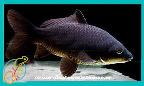 oferta-cometa-negro-5-7cm-sel-tienda-online-peces-venta-de-peces-compra-de-peces-online-peces-baratos