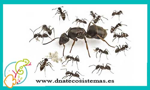 oferta-venta-hormigas-grandis-reina+5obreras-tienda-invertebrados-baratos-online-venta-hormigas-economicas-por-internet-tienda-mascotas-rebajas-online
