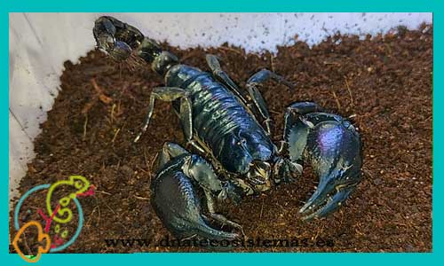 oferta-escorpion-petersi-m-ccee-heterometrus-petersii-tienda-de-peces-online-escorpion-por-internet