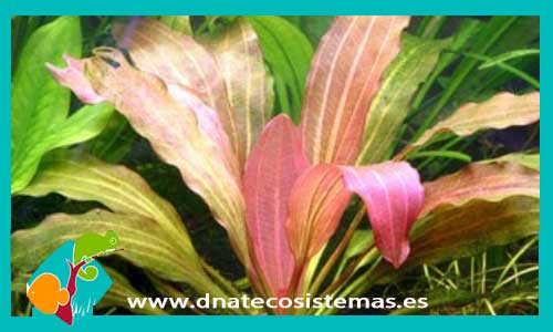 venta-echonodorus-rosee-plantas-para-acuarios-de-agua-dulce
