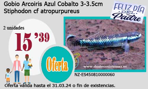 Gobio Arcoiris Azul Cobalto 3-3.5cm.