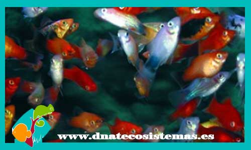 platy-surtido-venta-de-peces-3-3.5-online