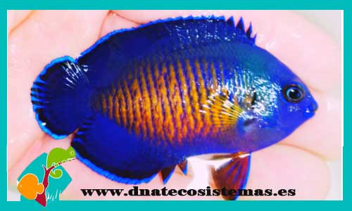 oferta-centropyge-bispinosus-6-7cm-pez-angel-coral-beauty-tienda-de-peces-online-peces-por-internet-munod-marino-todo-marino