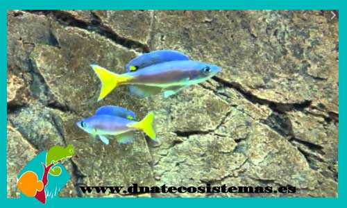 cyprichromis-leptosoma-utinta-3.5-fluorescent-yellowhead-cyathopharynx-furcifer-ciclido-pluma-featherfin-cichlid-dnatecosistemas-tienda-de-ciclidos-de-malawi-peces-online-tienda-de-animales-tienda-de-acuarios