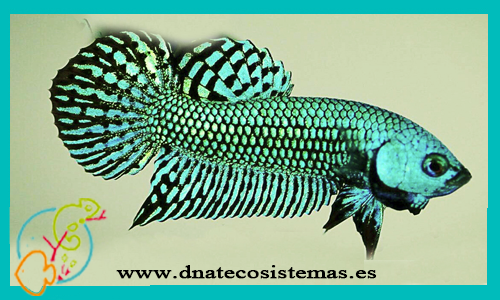 venta-betta-macho-allien-green-verde-espana-venta-de-peces