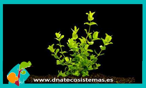bacopa-amplexicaulis-plantas-para-acuarios-de-agua-dulce