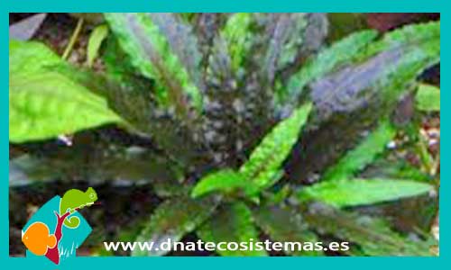 cryptocoryne-wendtii-verde-nl-plantas-para-acuarios-de-agua-dulce