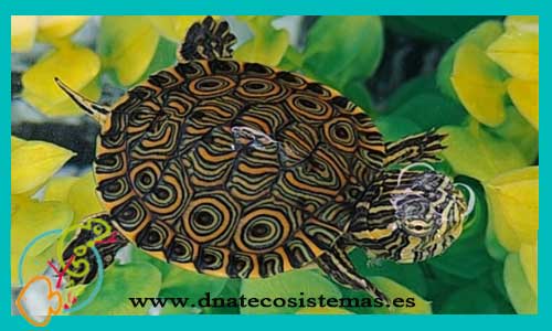 oferta-venta-tortuga-verde-pavo-real-sel-trachemys-venusta-tienda-reptiles-baratos-online-venta-tortugas-economicas-por-internet-tienda-mascotas-rebajas-online