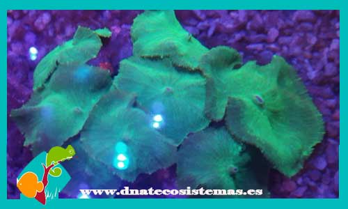 discosoma-sp-verde-oliva-1-tienda-de-peces-online-acuario-alimento-vivo-skimmer-filtro-