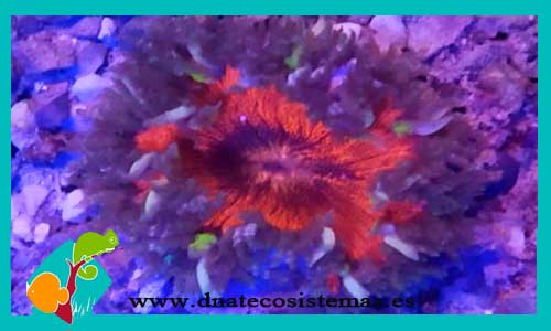 epicystis-crucifer-azul-verde-anemonas-tienda-de-peces-online